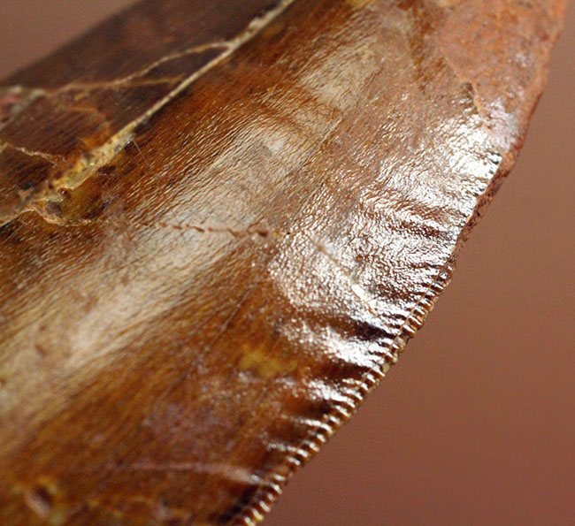 大きい、立派！これぞカルカロドントサウルスの歯化石！いかにも典型的なステーキナイフのような形状。専用ケース付き。（その10）