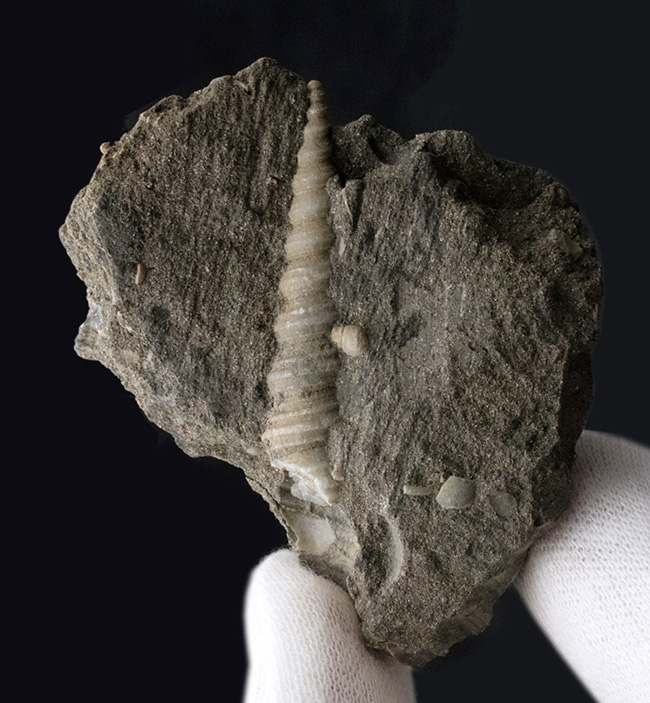 塔のように細長い形が特徴的！オーストリア産のツリテラ（Turritella）の化石（その3）