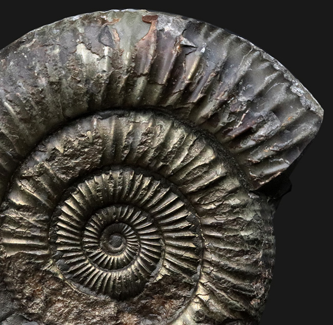 立体的３Ｄ標本！イングランド・ウィットビー産、中生代ジュラ紀を代表するアンモナイト、ダクチリオセラス（Dactylioceras commune）の化石（その3）