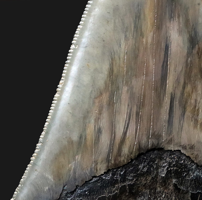 三拍子揃ったコレクショングレードの標本！見事な良形、ビッグサイズ、保存状態極めて良好な、メガロドンの歯化石（その10）