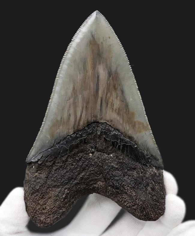 三拍子揃ったコレクショングレードの標本！見事な良形、ビッグサイズ、保存状態極めて良好な、メガロドンの歯化石（その2）