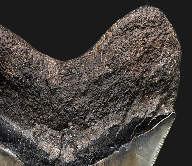 三拍子揃ったコレクショングレードの標本！見事な良形、ビッグサイズ、保存状態極めて良好な、メガロドンの歯化石（その8）