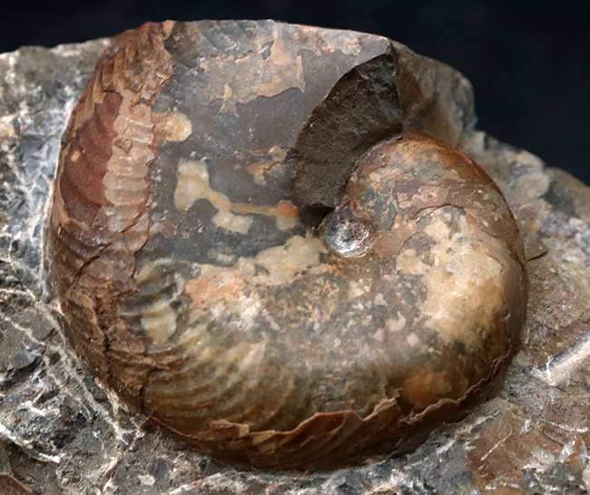 産地、採集年月日が記録された、北海道産ゴードリセラスとダメシテスからなる群集化石（その3）