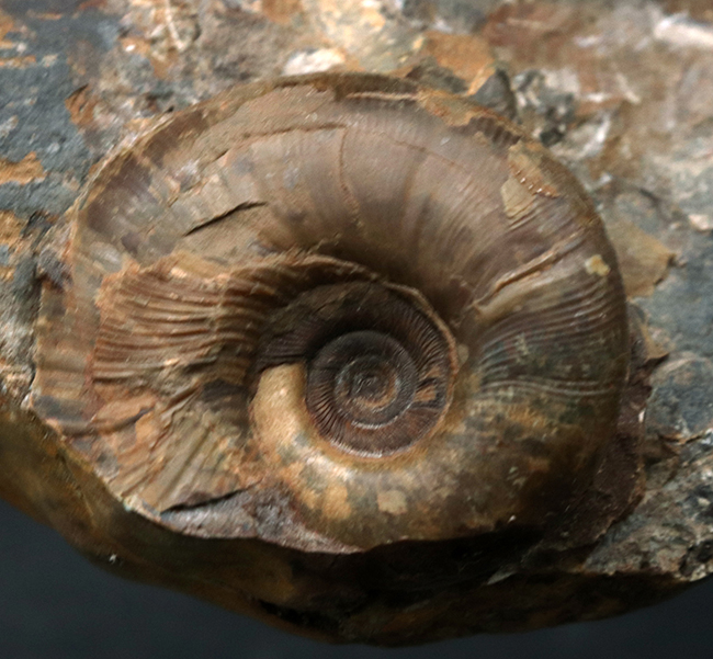 産地、採集年月日が記録された、北海道産ゴードリセラスとダメシテスからなる群集化石（その4）