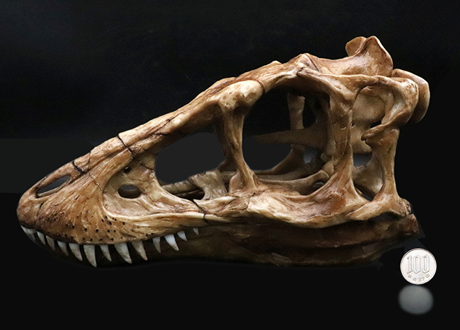 ２５センチクラス！迫力あるサイズで再現された、ティラノサウルス・レックス（Tyrannosaurus rex）の頭部のレプリカ（その9）