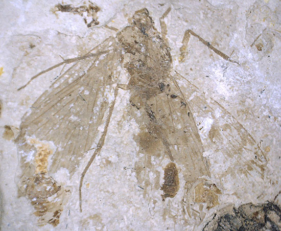 この昆虫は恐竜に出会ったことでしょう。中生代ジュラ紀の昆虫化石（中国遼寧省産）（その10）