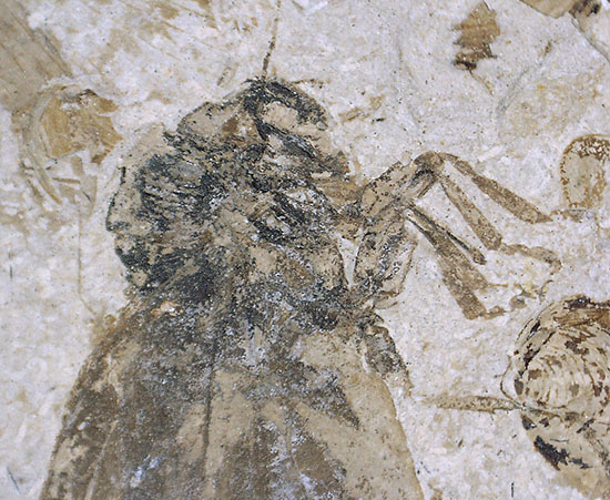 この昆虫は恐竜に出会ったことでしょう。中生代ジュラ紀の昆虫化石（中国遼寧省産）（その2）