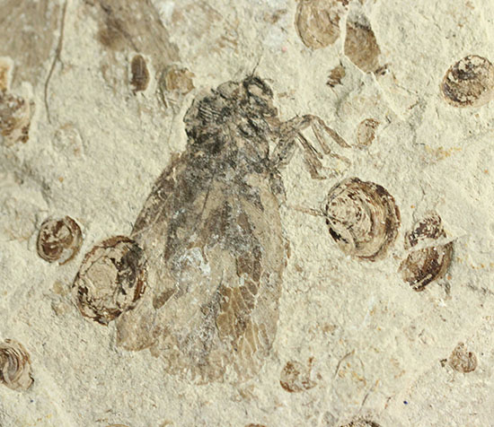 この昆虫は恐竜に出会ったことでしょう。中生代ジュラ紀の昆虫化石（中国遼寧省産）（その6）
