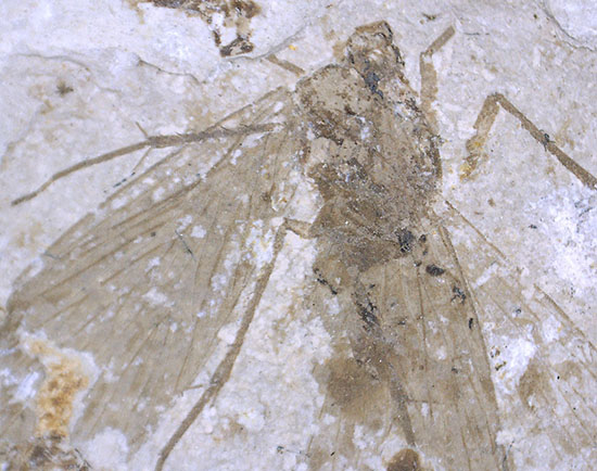 この昆虫は恐竜に出会ったことでしょう。中生代ジュラ紀の昆虫化石（中国遼寧省産）（その7）