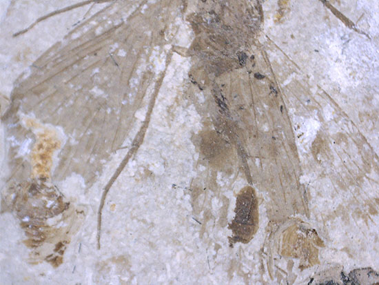 この昆虫は恐竜に出会ったことでしょう。中生代ジュラ紀の昆虫化石（中国遼寧省産）（その9）