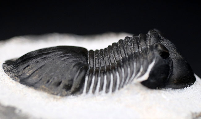 パーフェクトワン、扇のような尾板を持つ、モロッコ産の三葉虫、パラレジュルス（Paralejurus  spatuliformis）（その8）