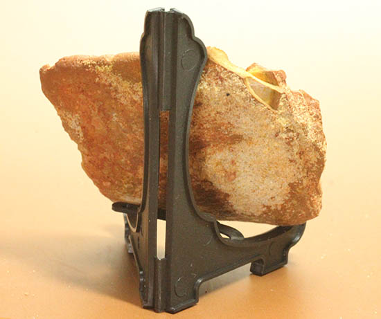 白亜紀のクロコダイル（ワニ）の鱗板装甲の化石（その10）