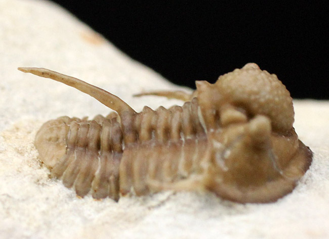 ベリーベリーレア！米国オクラホマ州ハラガン層から採集された希少な三葉虫キファスピス・キャロリ（Cyphaspis carrolli）の化石。あのボブ・キャロル氏が最初に記載した種。（その9）