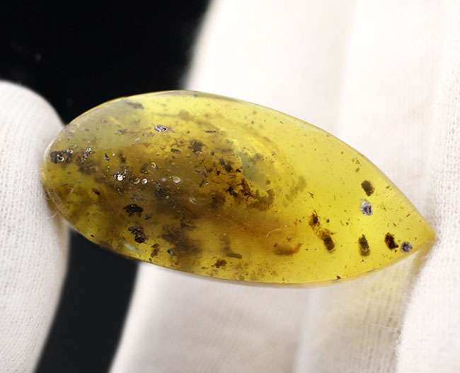 世界最大の琥珀産地、バルト海産の琥珀（Amber）。黒い部分は４０００万年前の植物片（その3）