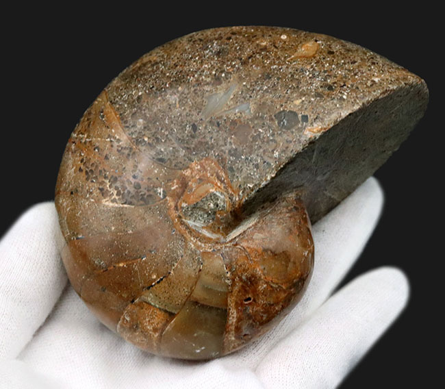 まるまると太ったふくよかな個体！マダガスカル産の立派なオウムガイの化石（その4）