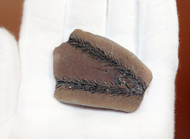 古生代石炭紀のシダ植物の化石（Bothrodendron minutifolium）。レピドデンドロンの近縁属。（その5）