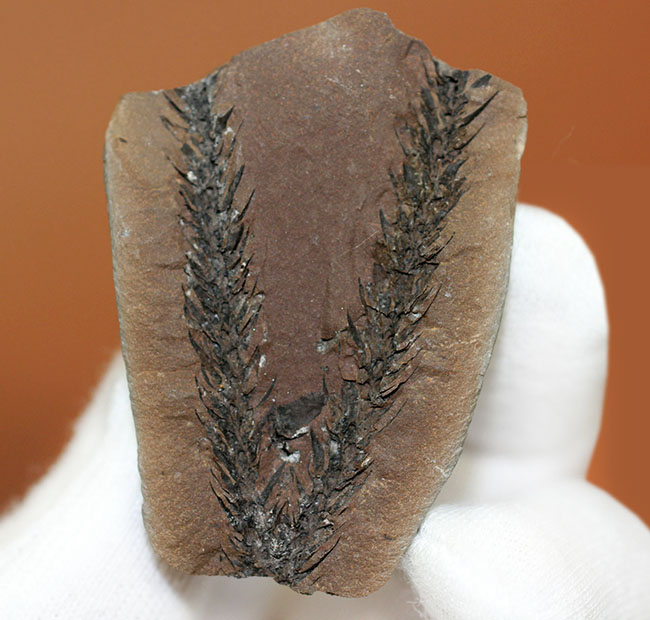 古生代石炭紀のシダ植物の化石（Bothrodendron minutifolium）。レピドデンドロンの近縁属。（その8）