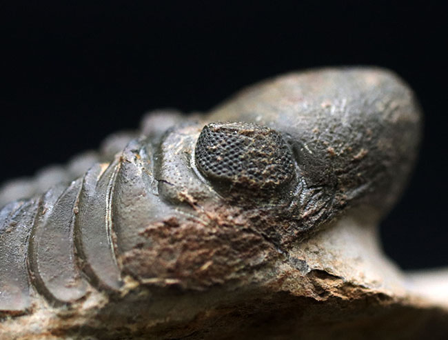 保存状態大変良好！、モロッコ産の三葉虫、リードプス（Reedops cephalotes）の化石（その11）