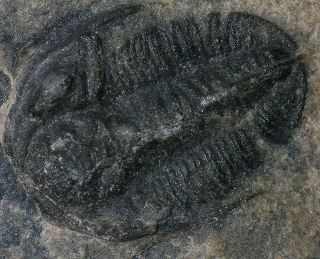 ベリーレア！米国ユタ州ミラード郡ウィーラー層から発見された、非常に珍しい小型三葉虫、ロンコセファルス・フォルス（Lonchocephalus pholus）（その1）