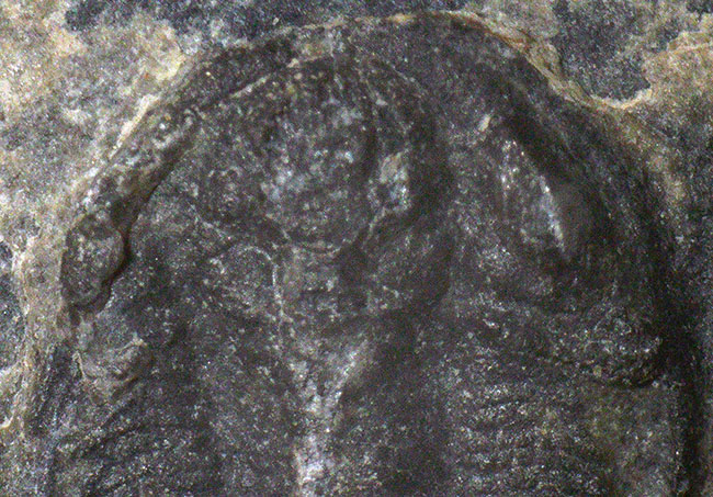 ベリーレア！米国ユタ州ミラード郡ウィーラー層から発見された、非常に珍しい小型三葉虫、ロンコセファルス・フォルス（Lonchocephalus pholus）（その4）