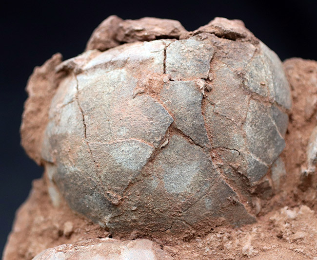 ３０年以上、国内コレクターに管理・保存されてきた希少なオールドコレクション！草食恐竜の４つの卵の化石（その7）