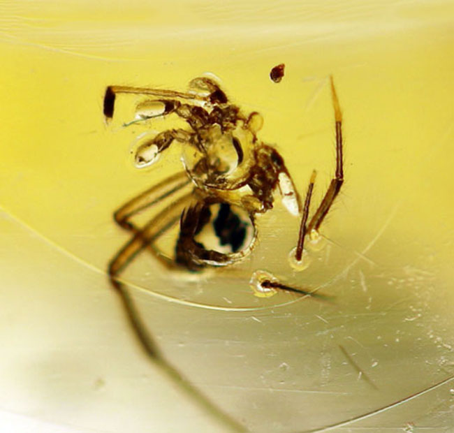 ９センチオーバー！マダガスカル産の特大コーパル（Copal）。蜘蛛をはじめ、多数の昆虫を内包。（その11）