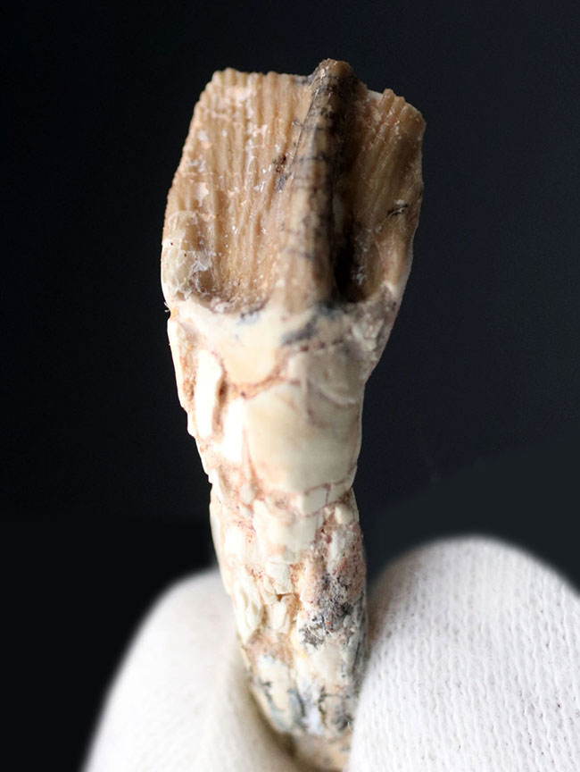 ベリーベリーレア！ジ・オールドコレクション！非常に希少なプロトケラトプスの良質の歯化石（その1）