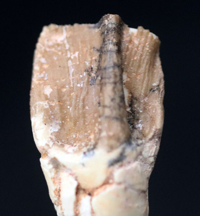 ベリーベリーレア！ジ・オールドコレクション！非常に希少なプロトケラトプスの良質の歯化石（その2）