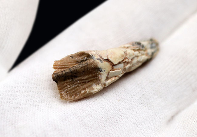 ベリーベリーレア！ジ・オールドコレクション！非常に希少なプロトケラトプスの良質の歯化石（その3）