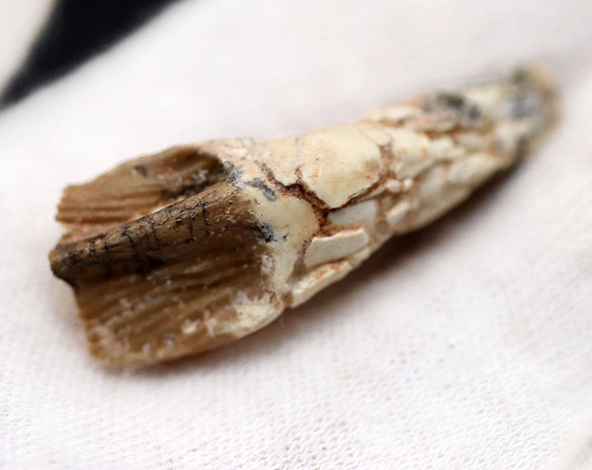 ベリーベリーレア！ジ・オールドコレクション！非常に希少なプロトケラトプスの良質の歯化石（その4）