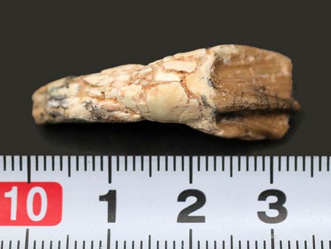 ベリーベリーレア！ジ・オールドコレクション！非常に希少なプロトケラトプスの良質の歯化石（その7）