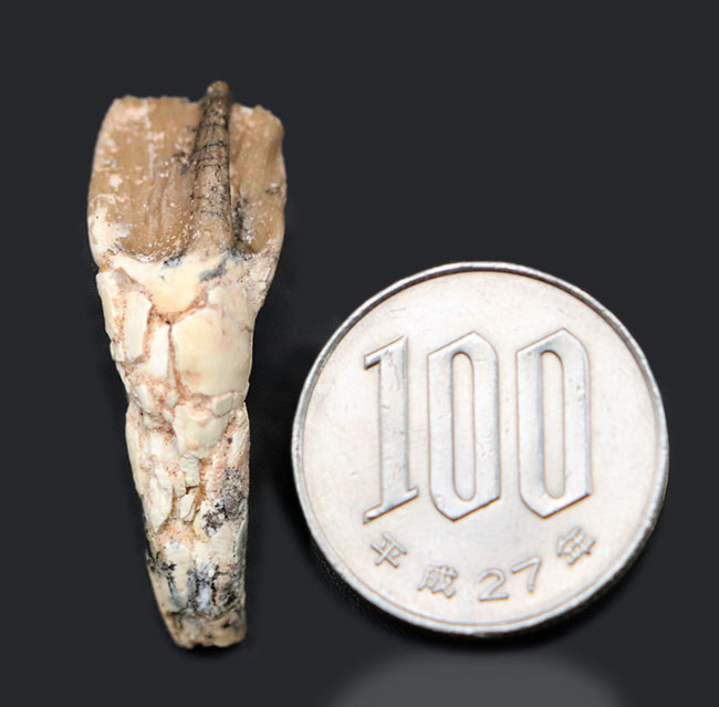 ベリーベリーレア！ジ・オールドコレクション！非常に希少なプロトケラトプスの良質の歯化石（その8）