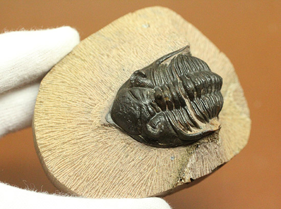 黒々としたボディに美しい光沢を備えた三葉虫メタカンティナ(Metacanthina issoumourensis)の良質標本(その11)