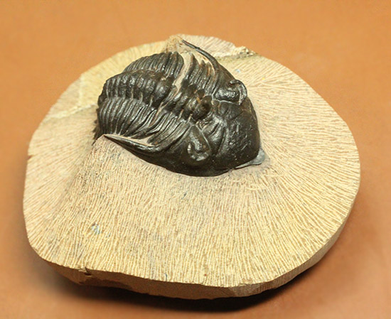 黒々としたボディに美しい光沢を備えた三葉虫メタカンティナ(Metacanthina issoumourensis)の良質標本(その12)