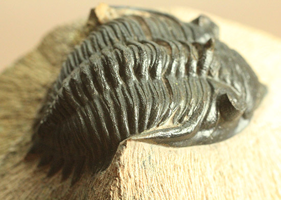 黒々としたボディに美しい光沢を備えた三葉虫メタカンティナ(Metacanthina issoumourensis)の良質標本(その13)