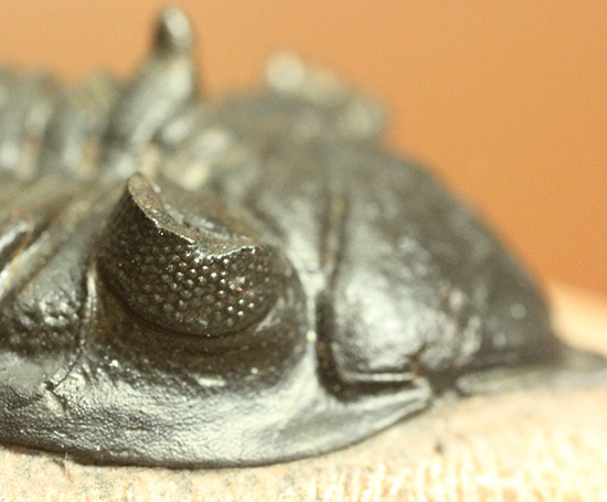 黒々としたボディに美しい光沢を備えた三葉虫メタカンティナ(Metacanthina issoumourensis)の良質標本(その14)