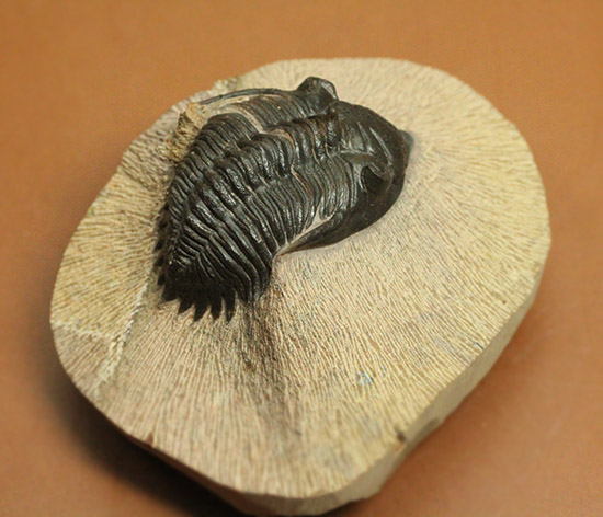 黒々としたボディに美しい光沢を備えた三葉虫メタカンティナ(Metacanthina issoumourensis)の良質標本(その18)