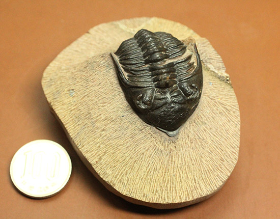 黒々としたボディに美しい光沢を備えた三葉虫メタカンティナ(Metacanthina issoumourensis)の良質標本(その19)