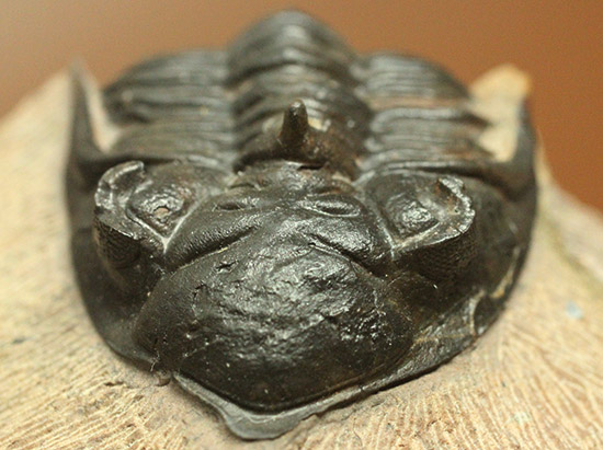 黒々としたボディに美しい光沢を備えた三葉虫メタカンティナ(Metacanthina issoumourensis)の良質標本(その4)
