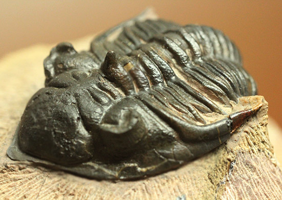 黒々としたボディに美しい光沢を備えた三葉虫メタカンティナ(Metacanthina issoumourensis)の良質標本(その5)