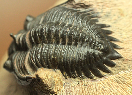 黒々としたボディに美しい光沢を備えた三葉虫メタカンティナ(Metacanthina issoumourensis)の良質標本(その6)