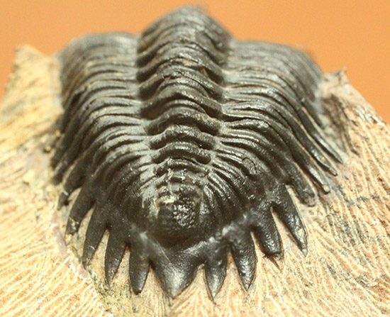 黒々としたボディに美しい光沢を備えた三葉虫メタカンティナ(Metacanthina issoumourensis)の良質標本(その7)