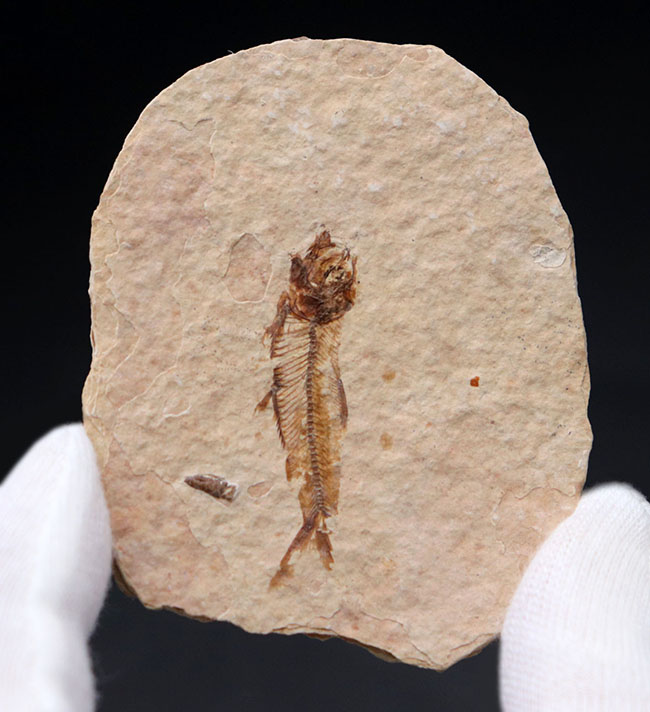 米国ワイオミング州を代表する化石、絶滅古代魚。ナイティア（Knightia eocaena）の全身化石（その6）