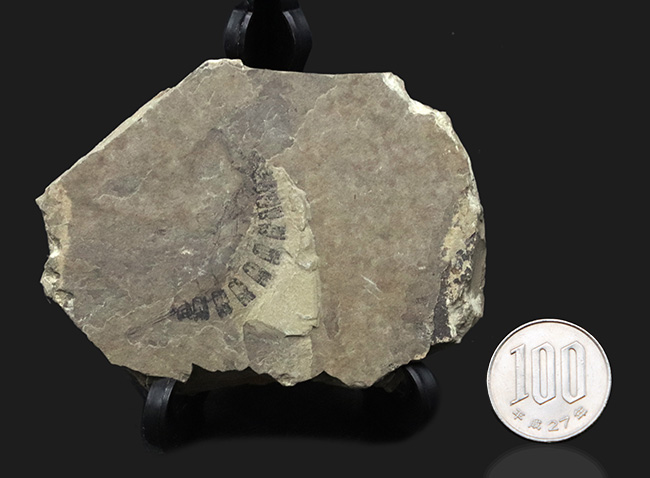古代のオサムシの幼虫の仲間、コプトクラバ・ロンギポダ（Coptoclava longipoda）の化石（その7）