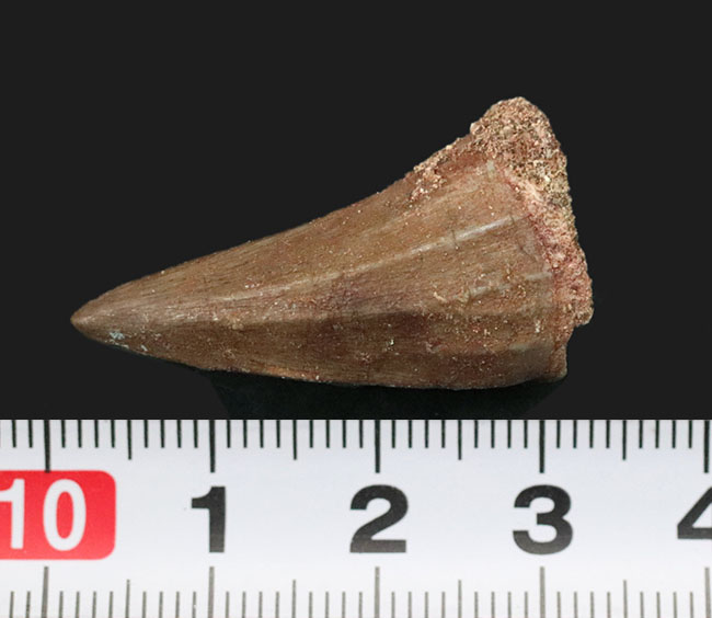 特徴的な縦線が刻まれた、白亜紀後期の海の王者、モササウルス（Mosasaurus）の歯化石（その6）