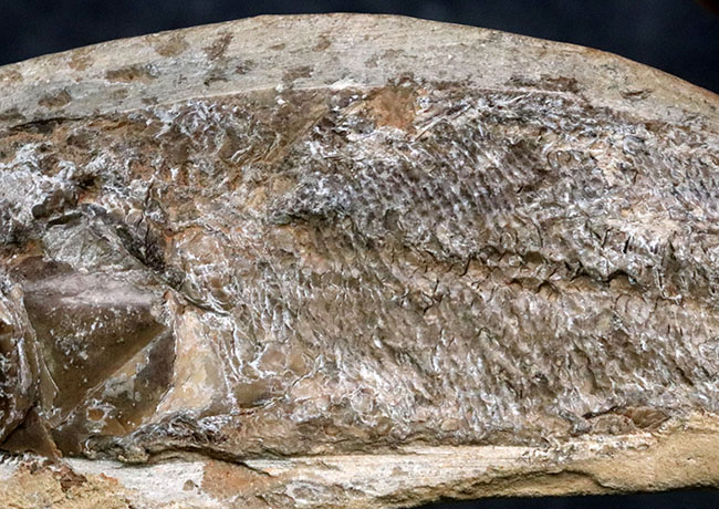 たい焼き風！ブラジルの白亜紀の地層より採集された古代魚の化石（その3）