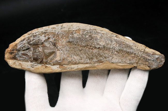 たい焼き風！ブラジルの白亜紀の地層より採集された古代魚の化石（その5）