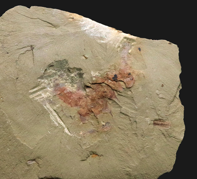 カンブリア爆発によって誕生した生物の一つ、カンブリア紀初期の摩訶不思議な生物、オニコディクティオン（Onychodictyon）の化石（その2）