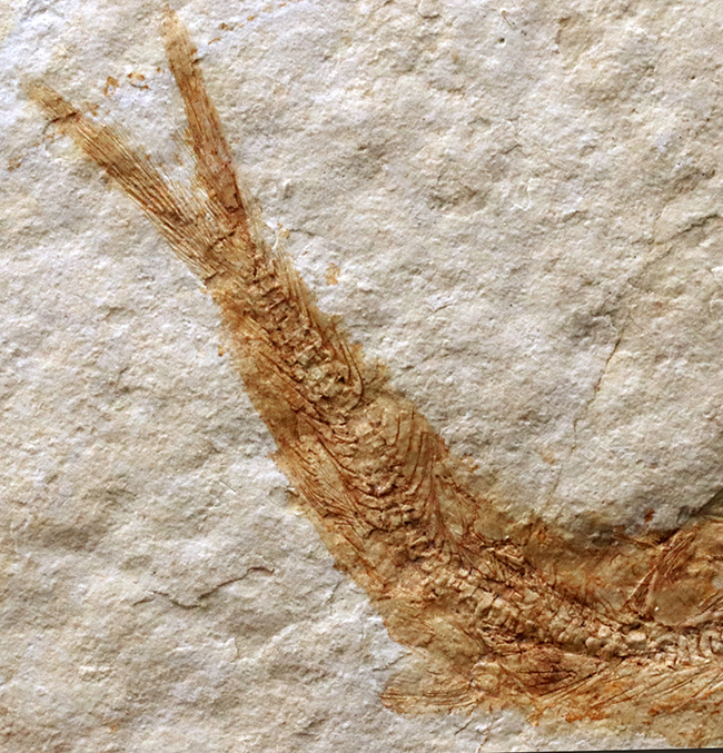 ゾルンホーフェン産の美しい標本、ジュラ紀に生息していたニシンの仲間、レプトレピス（Leptolepis stratiformis）の化石（その6）