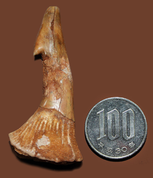 恐竜時代（白亜紀）のノコギリエイ、オンコプリスティス（Onchopristis sp）の歯化石。スピノサウルスに喰われた？（その7）